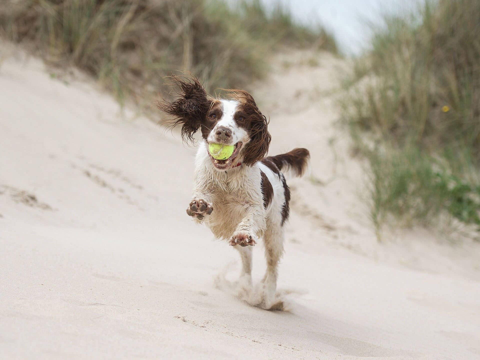 Menai Holidays Beach Scenic Shot