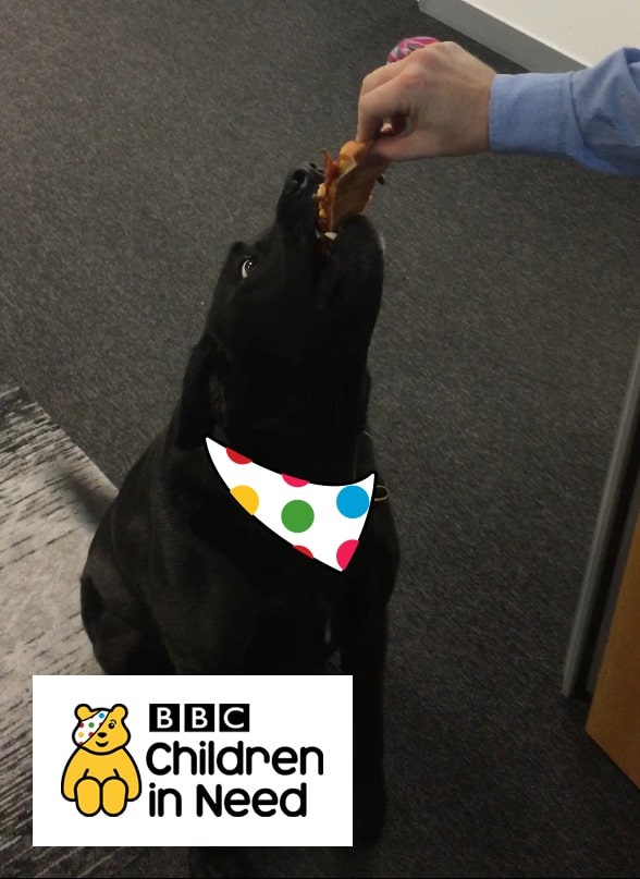 Wilson the office canine eating pizza at CSI Media's Children in Need event